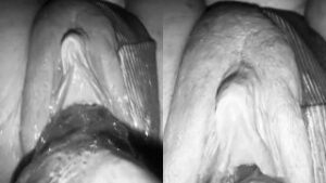 imgonline com ua twotoone vdBZJpUUQmFGczyE 320x180 1 This Is An Upclose Close Up Video Of A Lady Squirting As She Rides On A Big Black Dick (Watch Video)